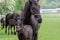 Black horse, mare with foal. Birth of foal in spring