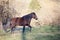 Black horse in meadow in autumn forest