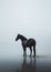 Black Horse on a Misty Beach