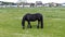 Black Horse on the Pasture