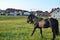 Black Horse on a Pasture