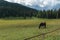 Black Horse Pasturing in Grazing Lands: Italian Dolomites Alps Scenery