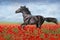 Black horse in poppy field