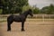 Black horse portrait animal photography in paddock area country side farm territory in moody cloudy gray weather