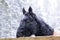 Black horse portrait in heavy snow fall with snow all over