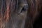 Black Horse Portrait - Icelandic Horse