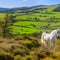 Black horse roaming the countryside