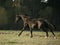 Black horse runs in sunrise field