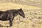 Black Horse in a Rural Pasture