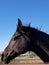 Black horse side headshot with mane flowing in the wind