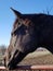 Black horse side profile headshot with blue sky