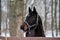 Black horse with a smudged snow nose in the winter cage