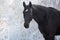 Black horse in snow frozen forest