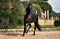 Black horse- stallion with long manes