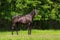 black horse standing pictures