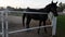 Black horse stands in the paddock against the backdrop of the stable in autumn evening.