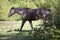 Black horse waiting outside portrait