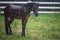 Black horse wet by heavy rain at countryside meadow in stable