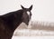 Black horse with a white blaze standing in a snowy field