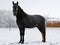Black horse with white patches and a half brown, half black tail