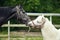 Black horse and white pony one opposite another, like kissing