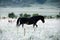 Black horse in white steppe