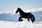 Black Horse in the winter time with mountains in the background