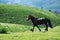 A black horse in Yili prarie