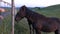 Black horses being fed by young boy