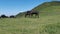 Black horses eating grass in the meadow