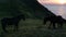 Black horses eating grass at sunset