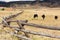 Black Horses on a Farm in Colorado