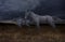 Black horses gallop through the steppe at night