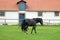 Black horses on a green lawn, on background of stables building, at Schloss Fasanerie, near Fulda, Germany