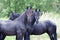 Black horses in a nature area