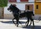 Black horses pulling a carriage