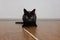 Black house feline cat crouched on wood floor playing with a toy stick