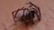 A black house spider on its back on the floor moving and trying to turn around.