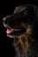 Black hovawart portrait on dark background. hovawart femaile dog on black background. black dog close-up portrait for calendar