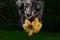 Black hovawart portrait. hovawart femaile dog on black background. black dog close-up portrait for calendar, poster, print cover.