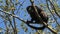 Black Howler Monkey