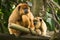 Black howler monkey