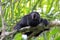 Black Howler monkey, in Belize, howling