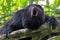 Black howler monkey howling