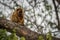 Black howler monkey looking down on branch