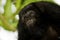 Black howler monkey portrait