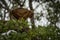 Black howler monkey standing on tree branch