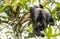 Black Howler Monkey Swinging From Trees