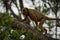 Black howler monkey walking up tree branch