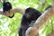 Black Howler Monkeys in Belize